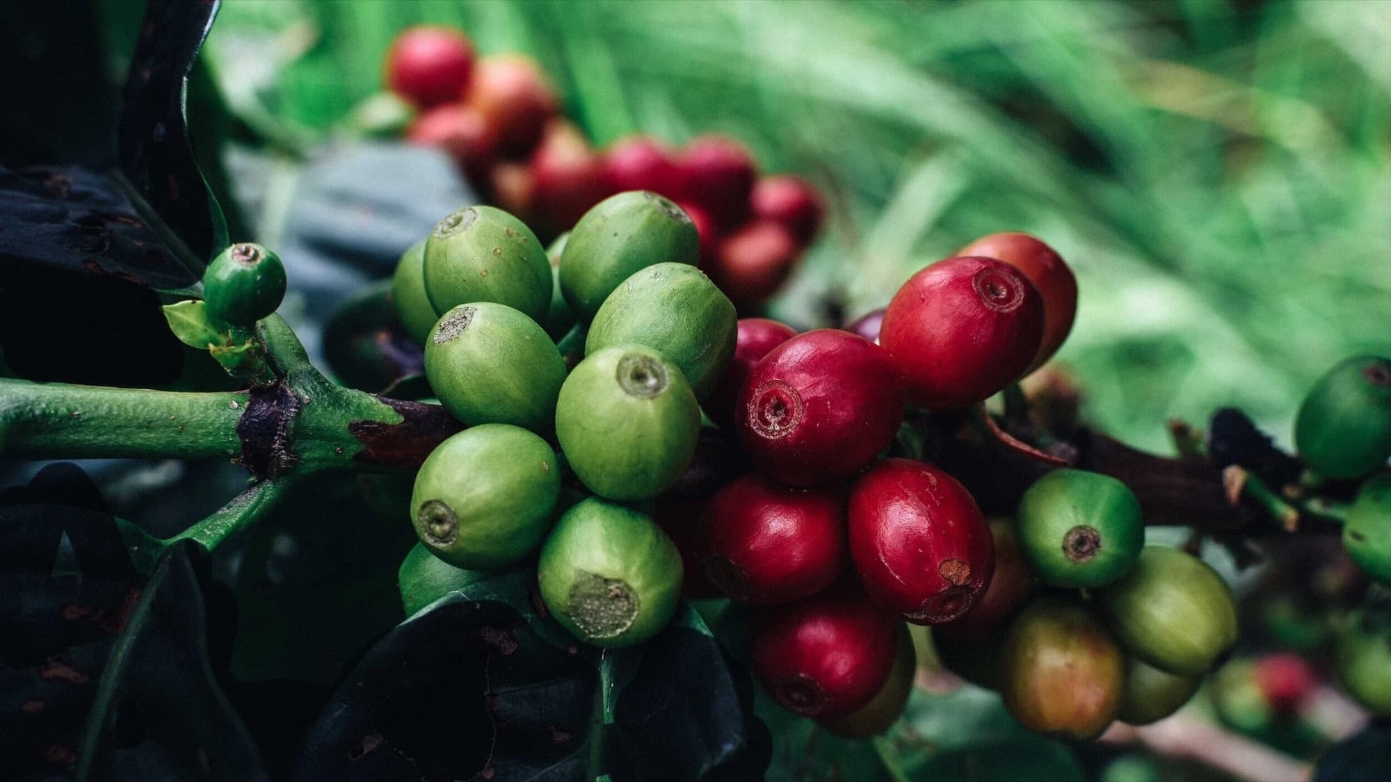 Ripe red and unripe green coffee cherries on the branch